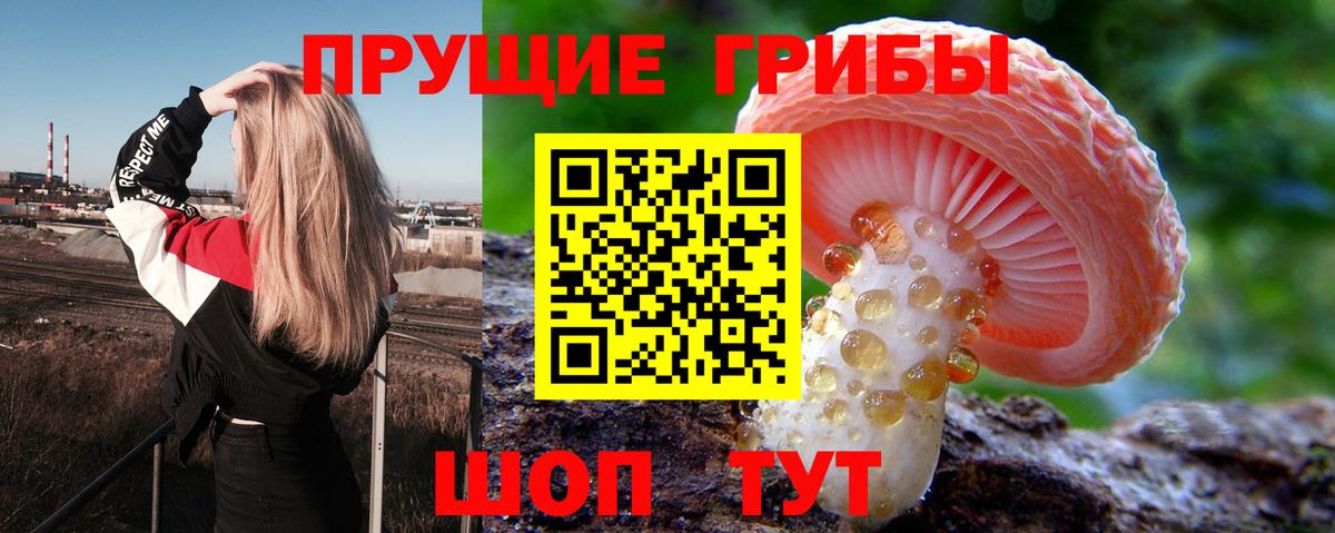 Галлюциногенные грибы Psilocybine cubensis Георгиевск